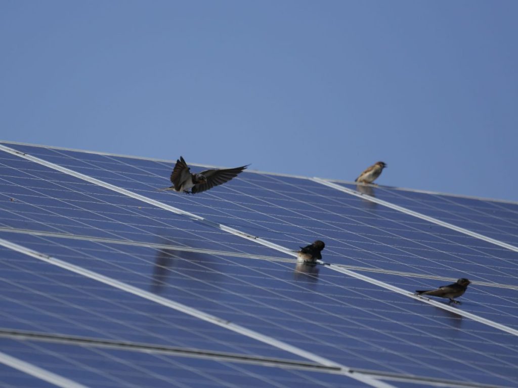 pigeon nesting under solar panels